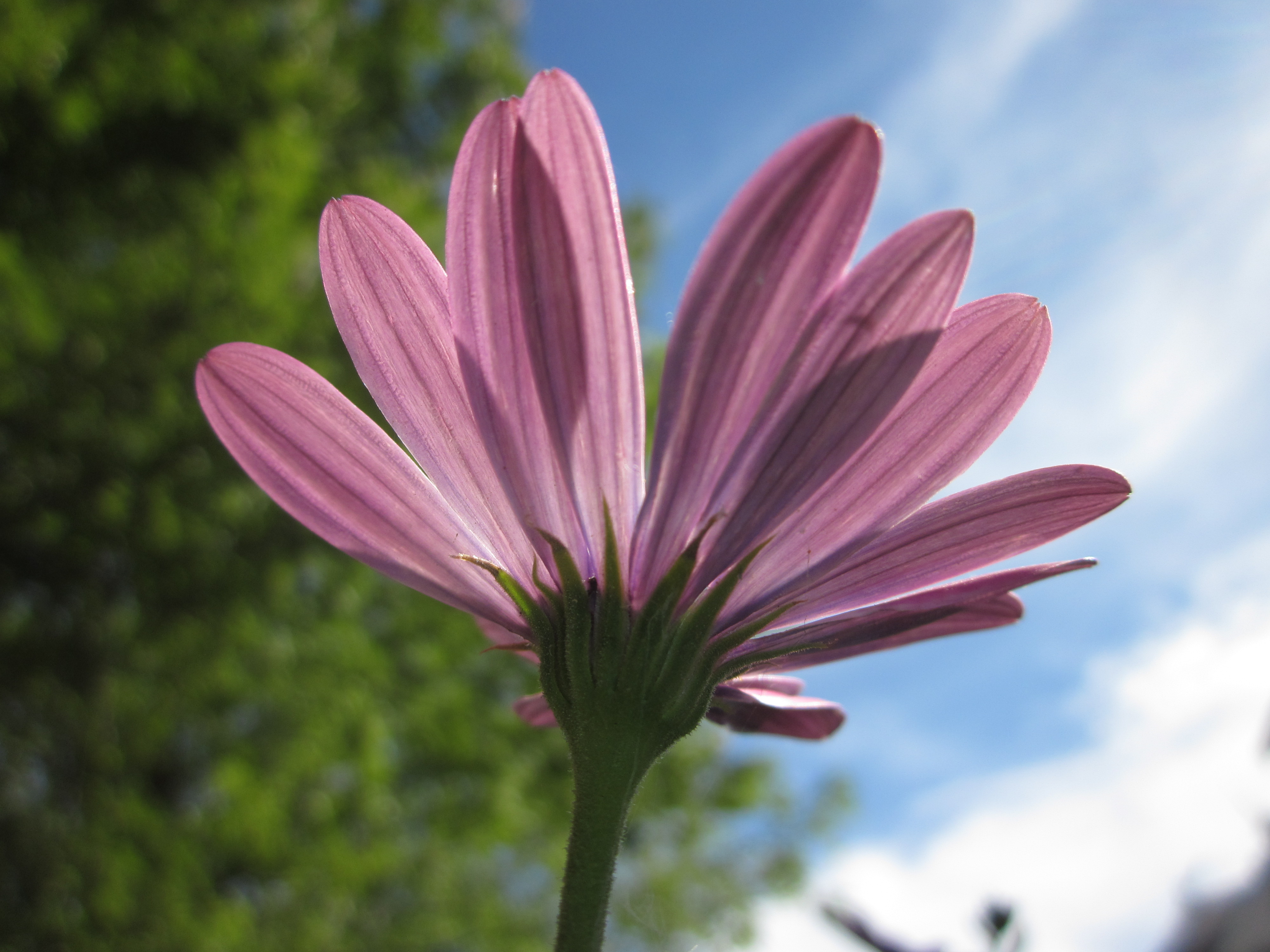 Pink Cosmo, Blue Sky