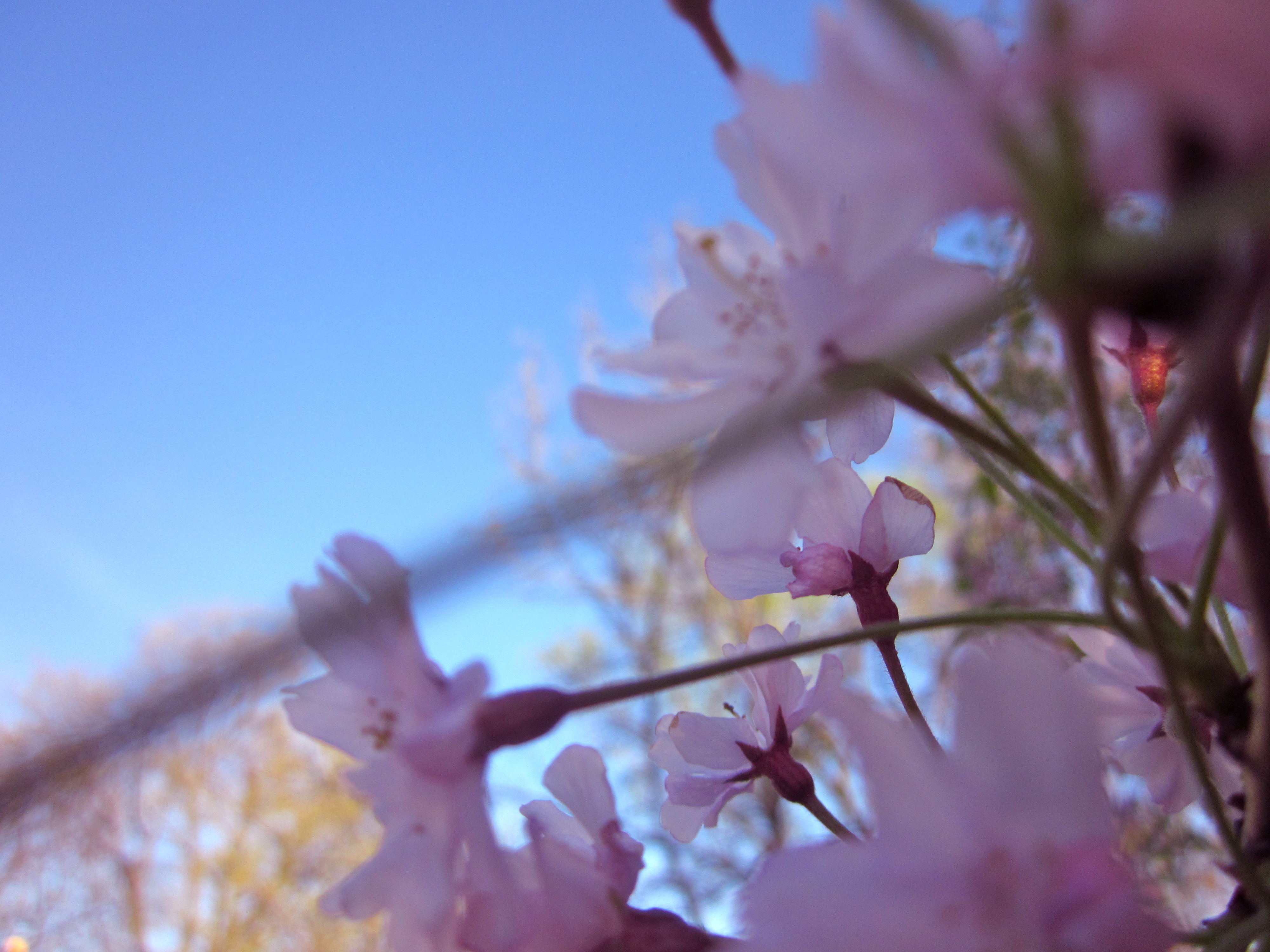 Pale Pink in the Sky-light